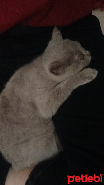 British Shorthair, Kedi  Kia fotoğrafı