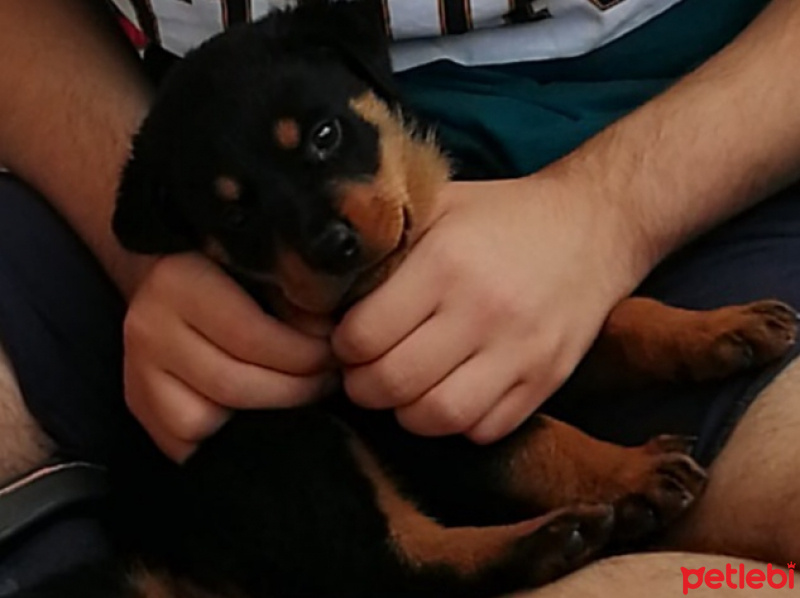 Rottweiler, Köpek  Lucy fotoğrafı