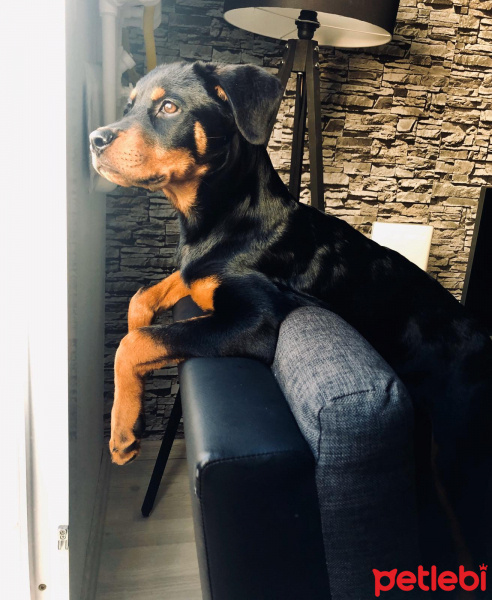 Rottweiler, Köpek  Lucy fotoğrafı