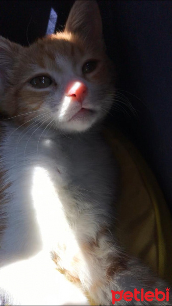 Tekir Kedi, Kedi  Balım fotoğrafı