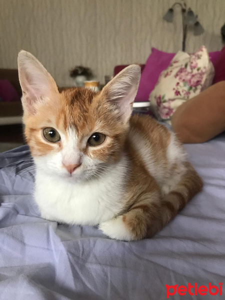 Tekir Kedi, Kedi  Balım fotoğrafı