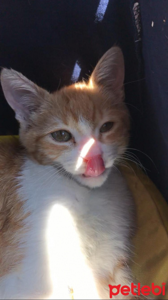 Tekir Kedi, Kedi  Balım fotoğrafı