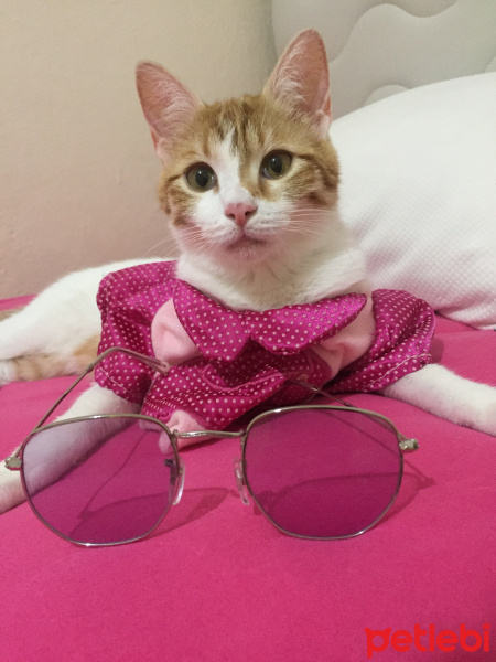 Tekir Kedi, Kedi  Maya fotoğrafı