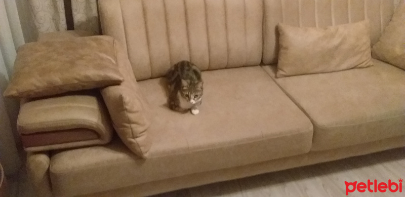 Tekir Kedi, Kedi  Suzan fotoğrafı