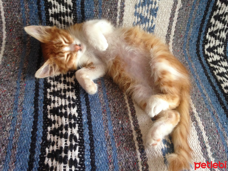 Tekir Kedi, Kedi  Behçet fotoğrafı