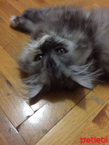 Chinchilla, Kedi  Chanel fotoğrafı
