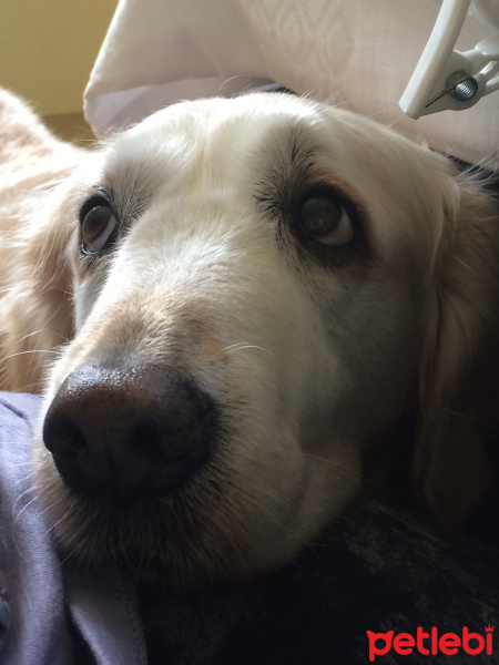 Golden Retriever, Köpek  Yosun fotoğrafı