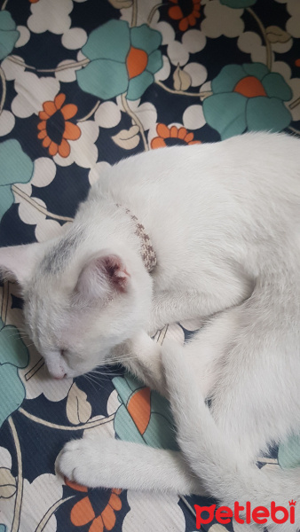Tekir Kedi, Kedi  Behlül ve Pamuk fotoğrafı