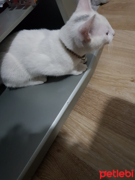 Tekir Kedi, Kedi  Behlül ve Pamuk fotoğrafı