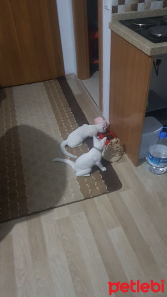 Tekir Kedi, Kedi  Behlül ve Pamuk fotoğrafı