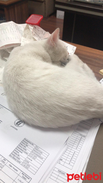 Tekir Kedi, Kedi  Behlül ve Pamuk fotoğrafı