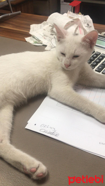 Tekir Kedi, Kedi  Behlül ve Pamuk fotoğrafı
