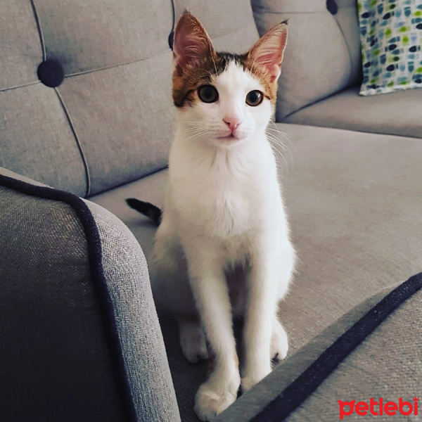Tekir Kedi, Kedi  Lui fotoğrafı