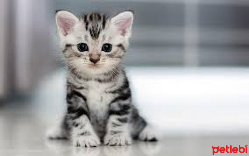 Scottish Fold, Kedi  Karamel fotoğrafı