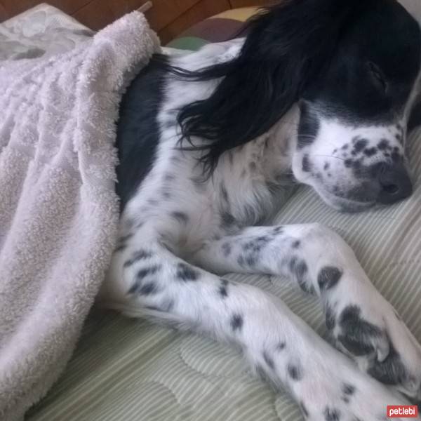 İngiliz Setter, Köpek  Max fotoğrafı