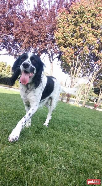 İngiliz Setter, Köpek  Max fotoğrafı