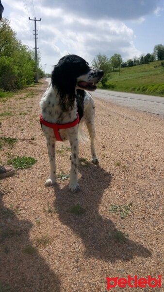 İngiliz Setter, Köpek  Max fotoğrafı