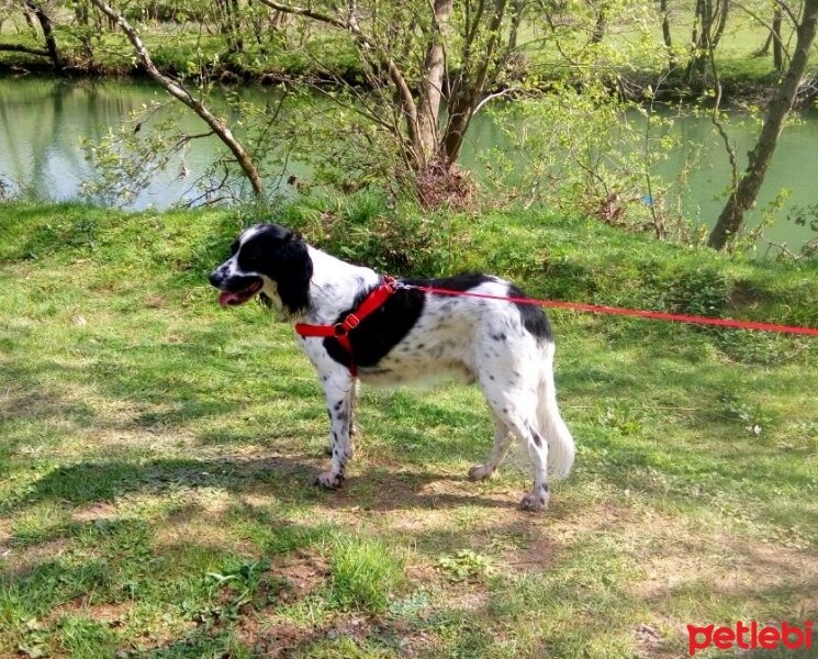 İngiliz Setter, Köpek  Max fotoğrafı