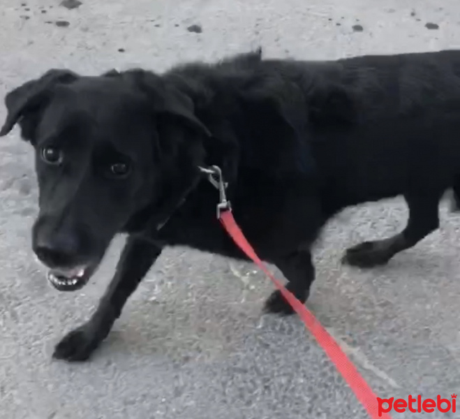 Labrador Retriever, Köpek  venüs fotoğrafı