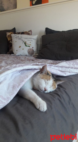 Tekir Kedi, Kedi  Petek fotoğrafı