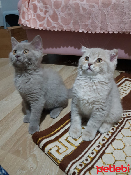 Scottish Fold, Kedi  SCOTTISH FOLD VE STRAIGHT YAVRULARIM fotoğrafı