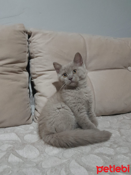 Scottish Fold, Kedi  SCOTTISH FOLD VE STRAIGHT YAVRULARIM fotoğrafı