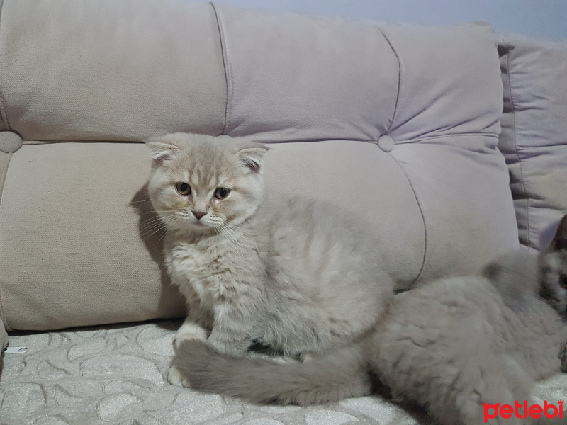 Scottish Fold, Kedi  SCOTTISH FOLD VE STRAIGHT YAVRULARIM fotoğrafı