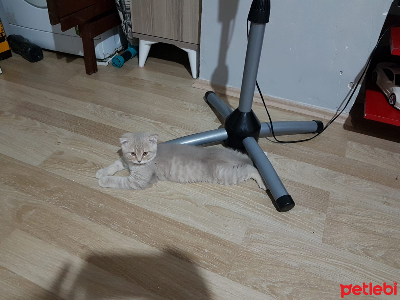 Scottish Fold, Kedi  SCOTTISH FOLD VE STRAIGHT YAVRULARIM fotoğrafı