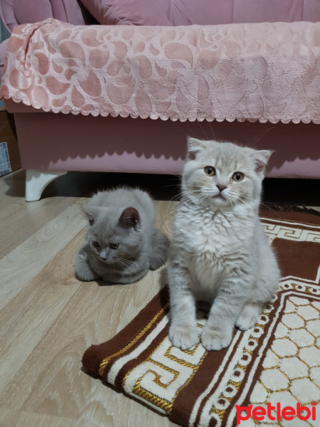 Scottish Fold, Kedi  SCOTTISH FOLD VE STRAIGHT YAVRULARIM fotoğrafı