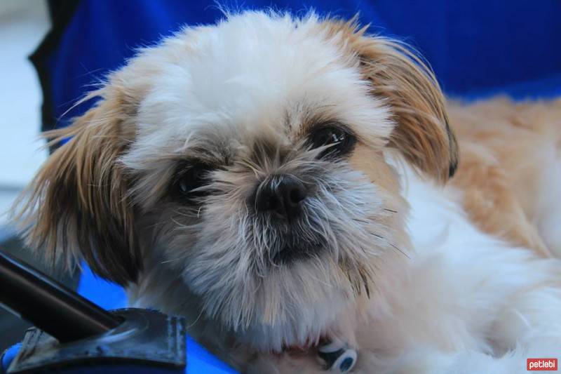 Shih Tzu, Köpek  MAYA fotoğrafı