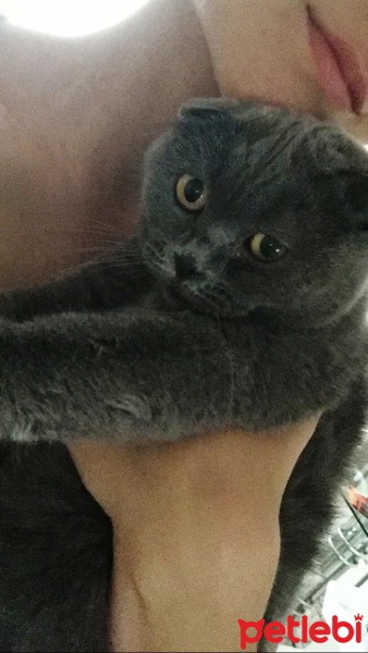 Scottish Fold, Kedi  Miskin fotoğrafı