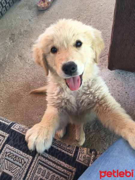 Golden Retriever, Köpek  Can fotoğrafı