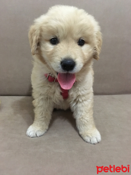 Golden Retriever, Köpek  Can fotoğrafı