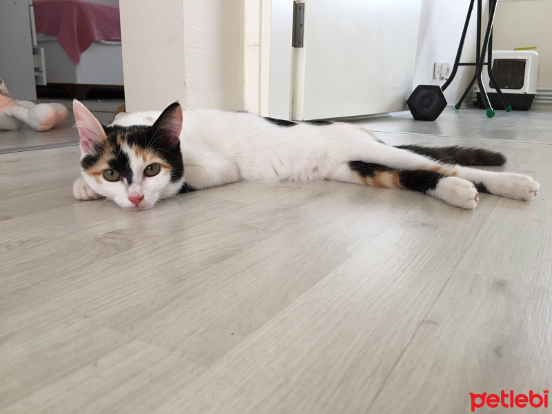 Tekir Kedi, Kedi  Leyla fotoğrafı