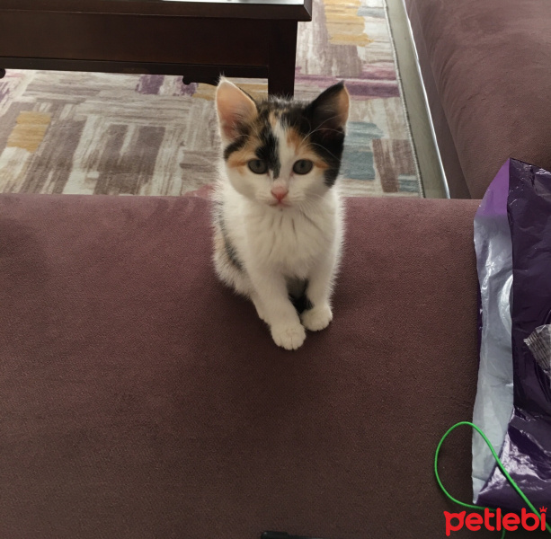 Tekir Kedi, Kedi  Leyla fotoğrafı