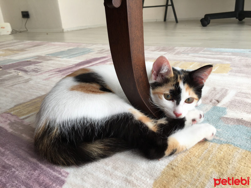 Tekir Kedi, Kedi  Leyla fotoğrafı