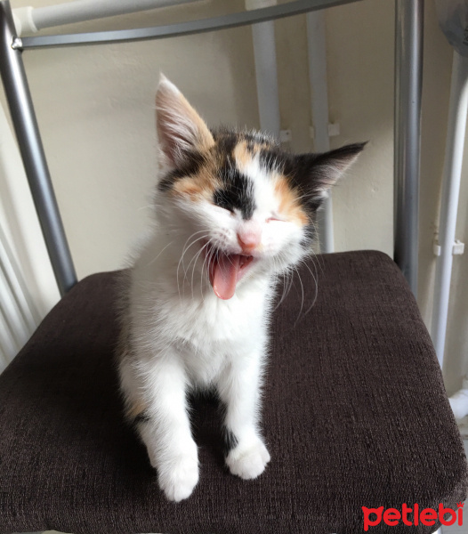 Tekir Kedi, Kedi  Leyla fotoğrafı