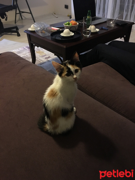 Tekir Kedi, Kedi  Leyla fotoğrafı