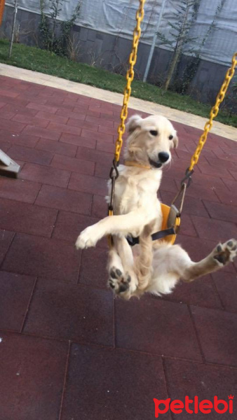 Golden Retriever, Köpek  Leia fotoğrafı