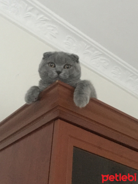 Scottish Fold, Kedi  Yumak fotoğrafı