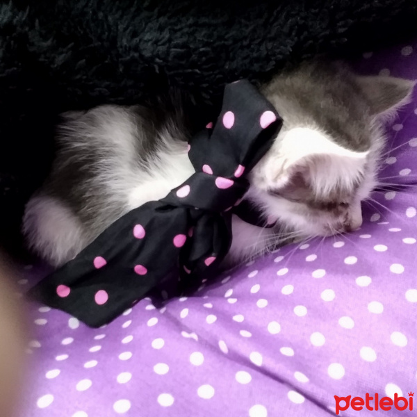 Tekir Kedi, Kedi  ŞANSLI fotoğrafı