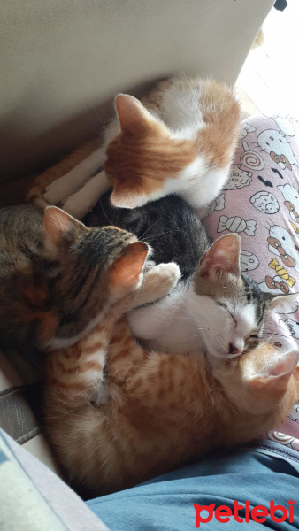 Tekir Kedi, Kedi  Kayra fotoğrafı