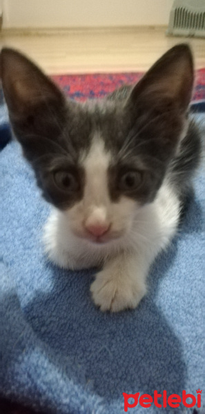 Tekir Kedi, Kedi  Duman fotoğrafı