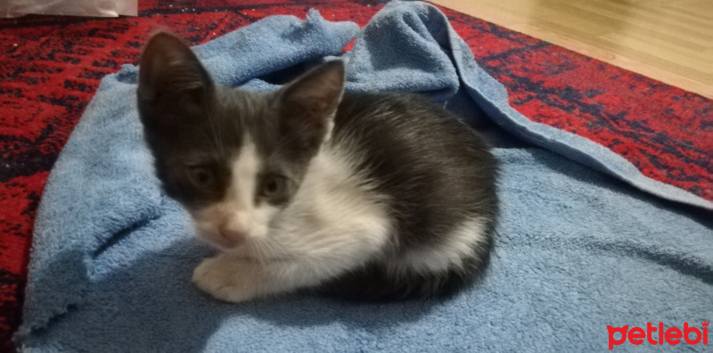 Tekir Kedi, Kedi  Duman fotoğrafı