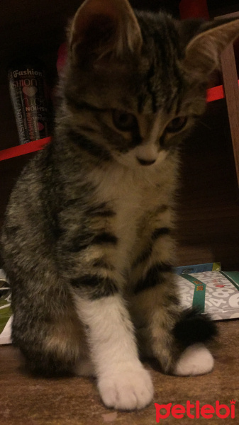 Tekir Kedi, Kedi  ROZY fotoğrafı