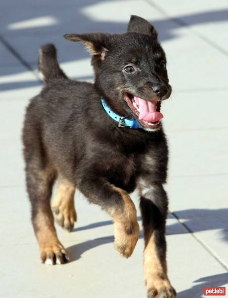 Labrador Retriever, Köpek  haydar fotoğrafı