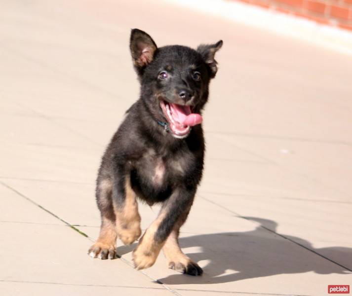 Labrador Retriever, Köpek  haydar fotoğrafı