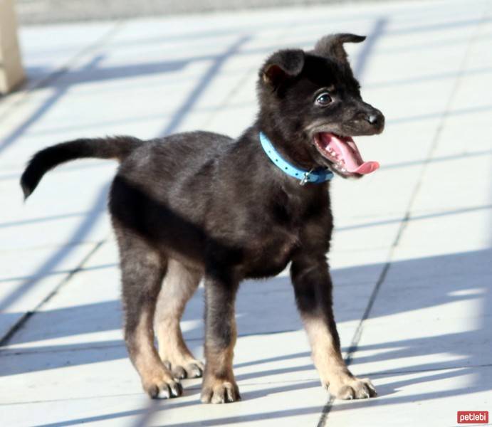 Labrador Retriever, Köpek  haydar fotoğrafı