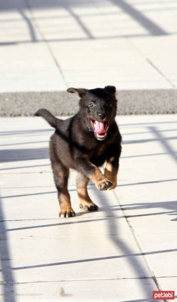 Labrador Retriever, Köpek  haydar fotoğrafı