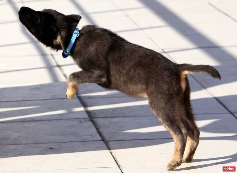 Labrador Retriever, Köpek  haydar fotoğrafı